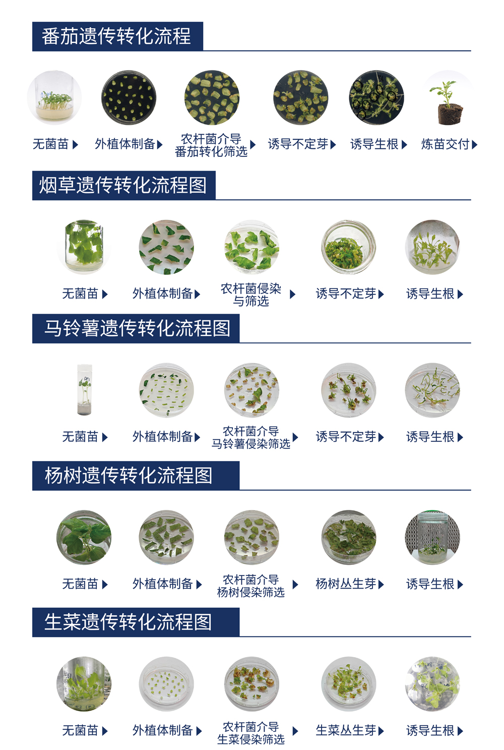 liuchengtu liuchengtu